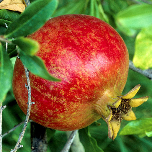 Pomegranates Fruit Plant