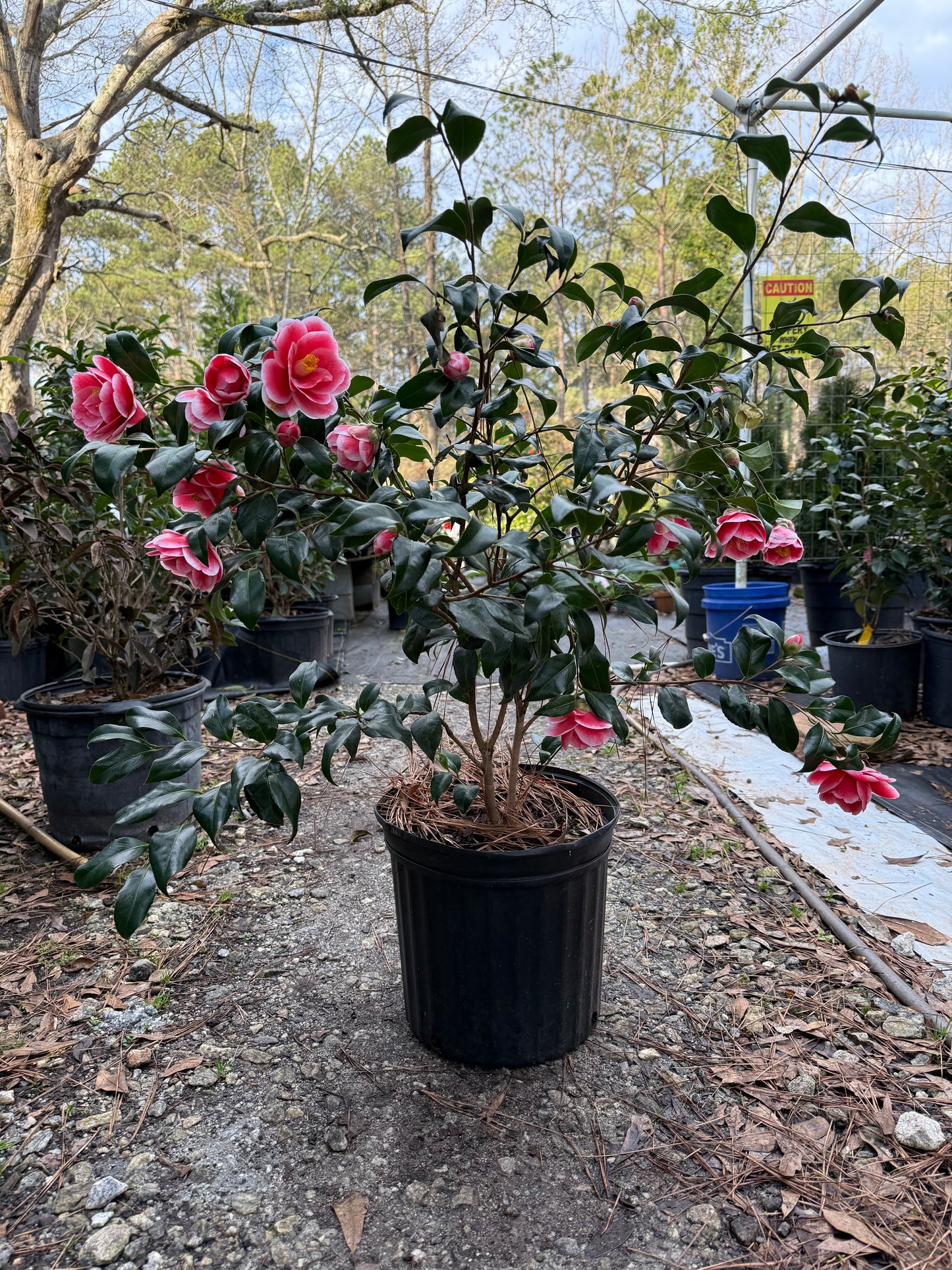 Sadaharu Oh Camellia Japonica – Evergreen Shrub with Large Pink Blooms