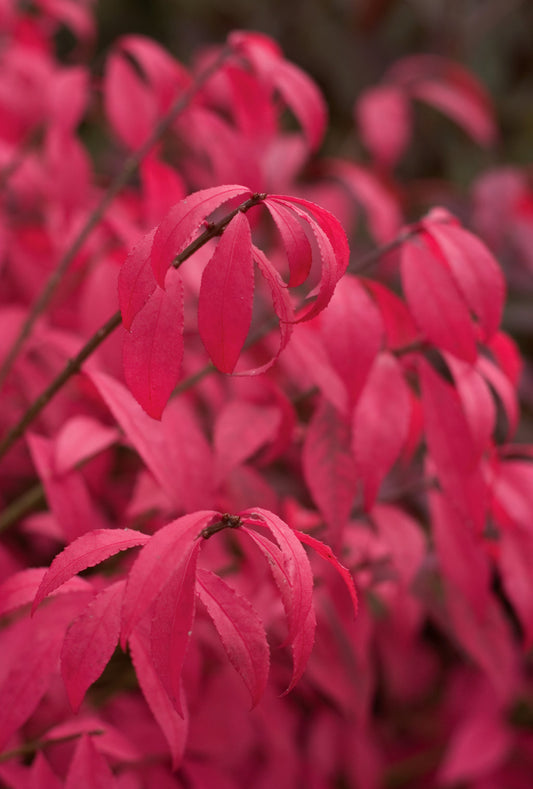 Burning Bush – Brilliant Red Fall Foliage Shrub | Euonymus alatus