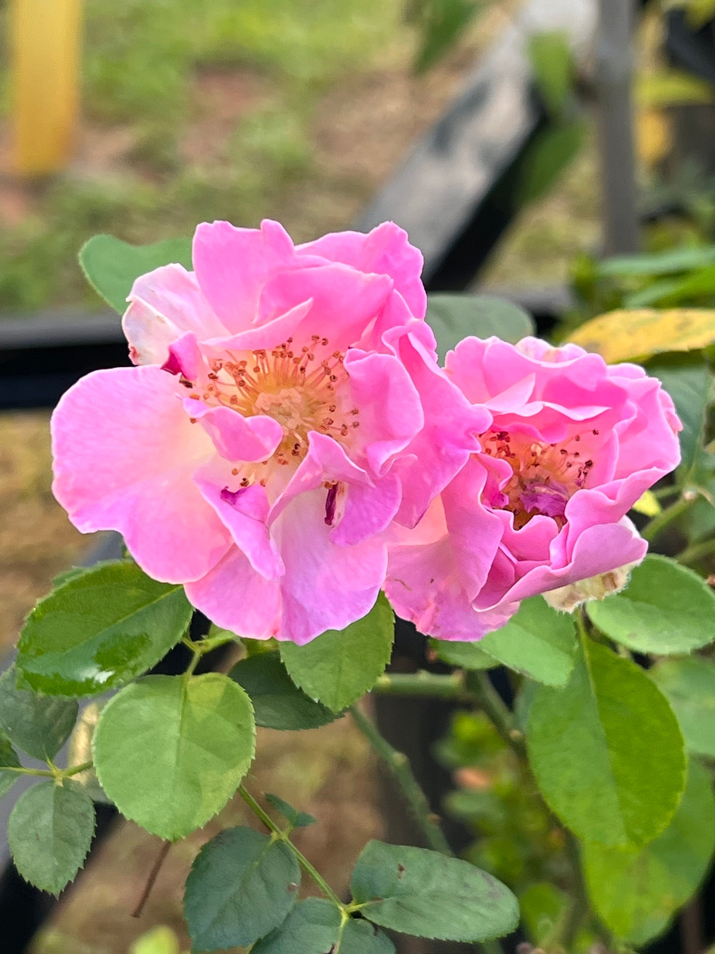 Brindabella First Lady Rose