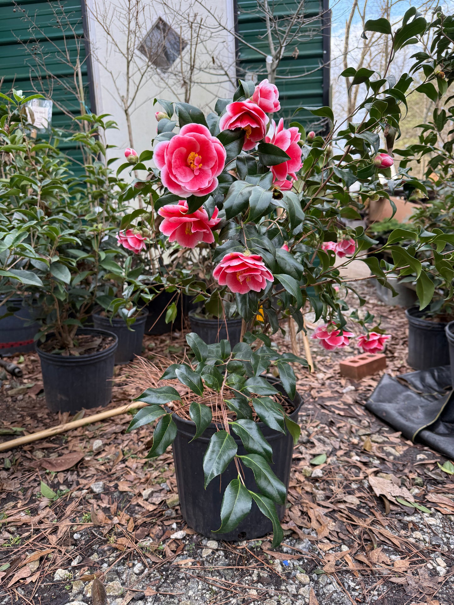 Sadaharu Oh Camellia Japonica – Evergreen Shrub with Large Pink Blooms
