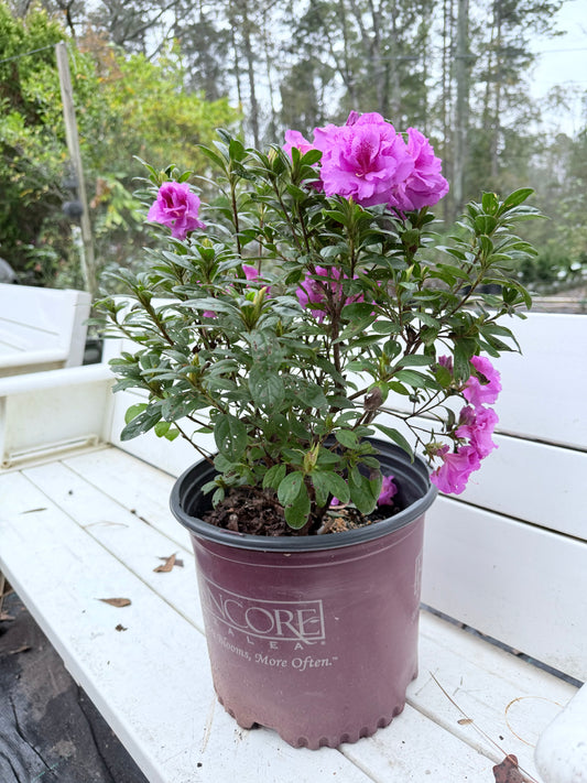 Dwarf Majesty Encore Azalea
