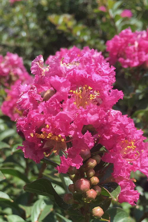 Pocomoke Dwarf Crape Myrtle