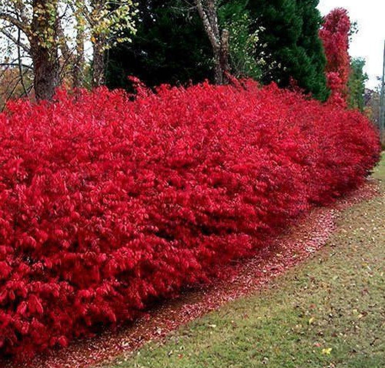 Burning Bush – Brilliant Red Fall Foliage Shrub | Euonymus alatus