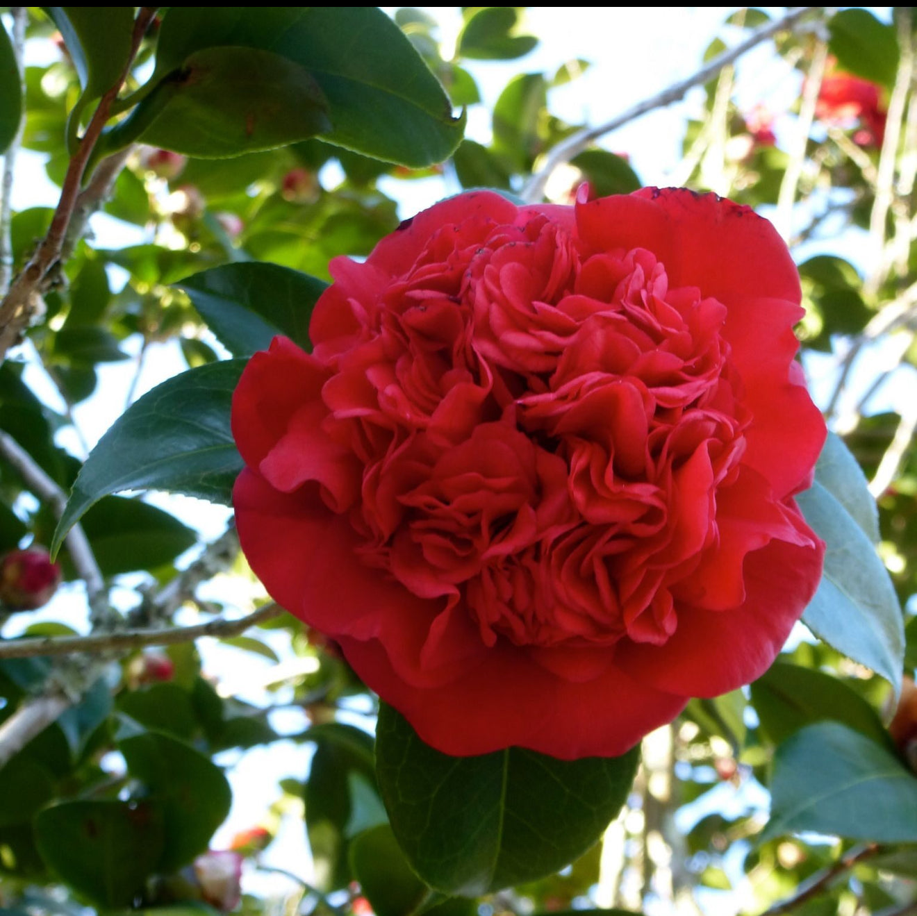 Professor Charles Sargent Camellia japonica Red Flower
