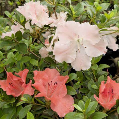 Hilda Niblett Azalea – Evergreen Shrub with Peach & White Blooms