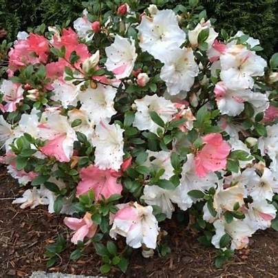 Hilda Niblett Azalea – Evergreen Shrub with Peach & White Blooms