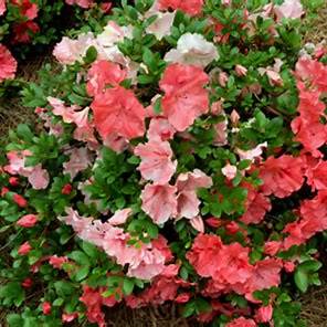 Hilda Niblett Azalea – Evergreen Shrub with Peach & White Blooms