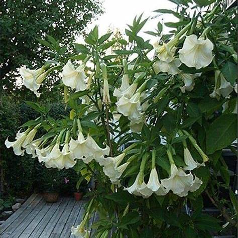 White Angel’s Trumpet