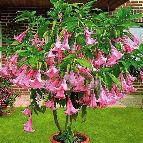 Pink Angel Trumpet Plant