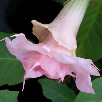 Pink Angel Trumpet Plant