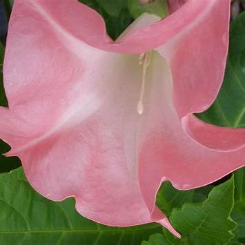 Pink Angel Trumpet Plant