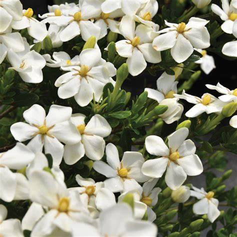 Snow Girl™ Gardenia – Dwarf Evergreen Shrub with Fragrant White Blooms