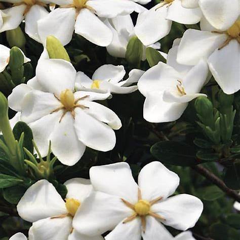 Snow Girl™ Gardenia – Dwarf Evergreen Shrub with Fragrant White Blooms