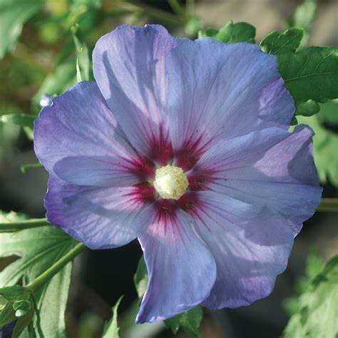 Azurri Blue Satin® Rose of Sharon – Hardy Blue Hibiscus Shrub