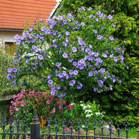 Azurri Blue Satin® Rose of Sharon – Hardy Blue Hibiscus Shrub