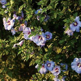 Azurri Blue Satin® Rose of Sharon – Hardy Blue Hibiscus Shrub