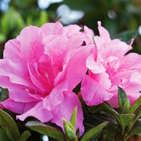 Encore Autumn Carnation Azalea - Vibrant Pink Flowers, Evergreen Shrub