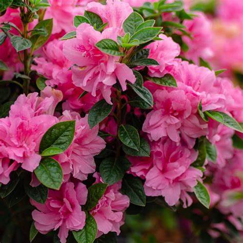Encore Autumn Carnation Azalea - Vibrant Pink Flowers, Evergreen Shrub