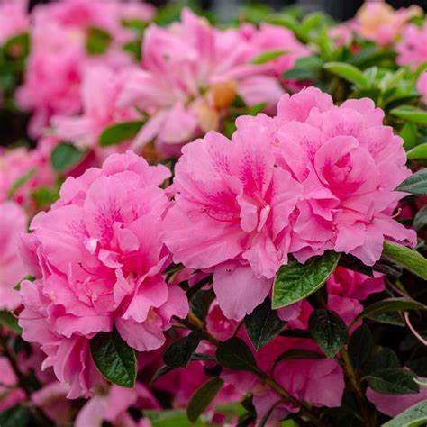 Encore Autumn Carnation Azalea - Vibrant Pink Flowers, Evergreen Shrub