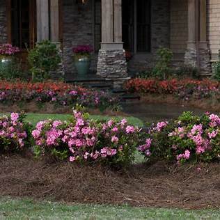 Encore Autumn Carnation Azalea - Vibrant Pink Flowers, Evergreen Shrub