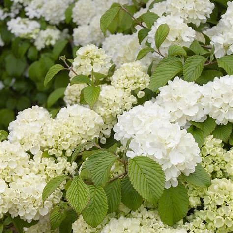 Popcorn Viburnum Shrub – Fragrant Spring Blooms & Vibrant Fall Foliage