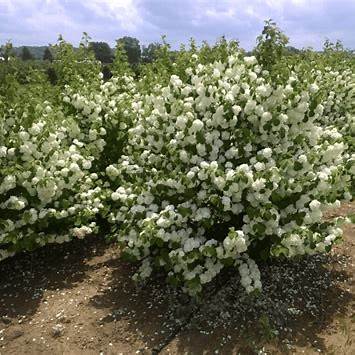 Popcorn Viburnum Shrub – Fragrant Spring Blooms & Vibrant Fall Foliage