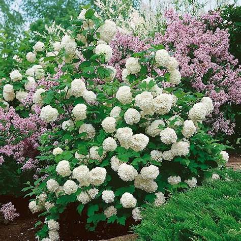 Chinese Snowball Viburnum – Large White Blooming Shrub – Viburnum macrocephalum – Live Plant for Landscape & Hedges