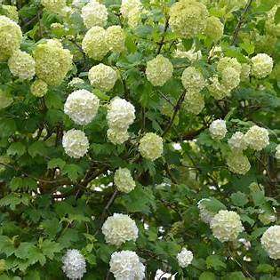 Chinese Snowball Viburnum – Large White Blooming Shrub – Viburnum macrocephalum – Live Plant for Landscape & Hedges
