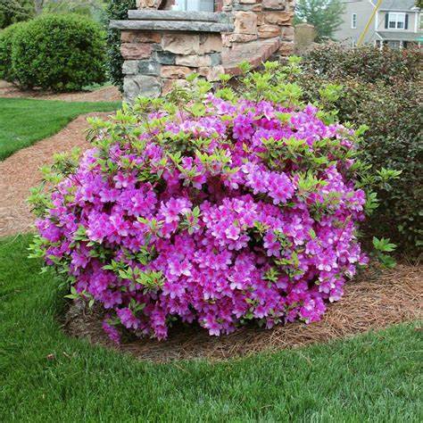 Autumn Royalty Encore Azalea – Reblooming Evergreen Shrub with Purple Blooms