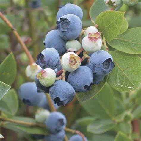 Powderblue Blueberry Bush