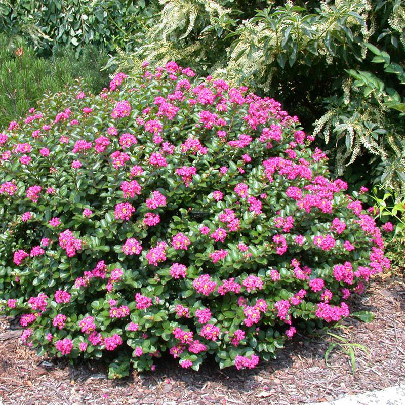 Pocomoke Dwarf Crape Myrtle