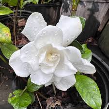Chuck Hayes Gardenia Plant – Double White Blooms, Hardy & Evergreen