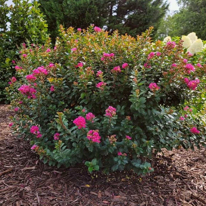 Pocomoke Dwarf Crape Myrtle