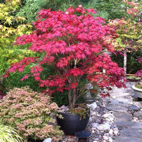 “Bloodgood Japanese Maple” – Stunning Deep Red Leaves for Elegant Garden Design
