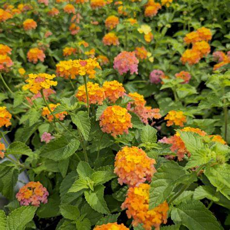 Miss Huff Lantana – Hardy Perennial Flowering Shrub | Orange-Pink Blooms