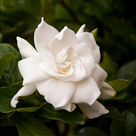 August Beauty Gardenia – Fragrant Evergreen Shrub with Large White Blooms