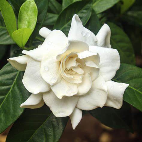 August Beauty Gardenia – Fragrant Evergreen Shrub with Large White Blooms
