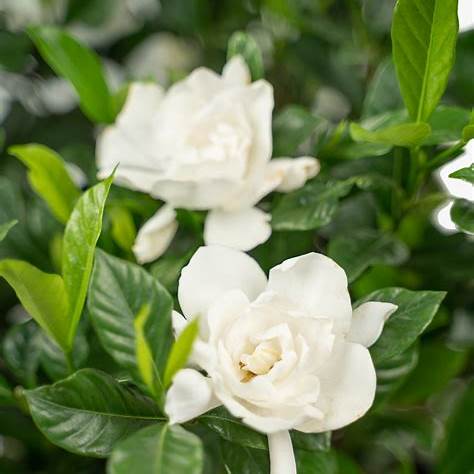 August Beauty Gardenia – Fragrant Evergreen Shrub with Large White Blooms