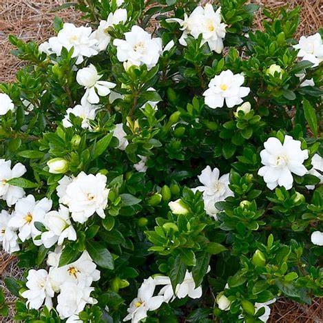 Frostproof Gardenia – Cold-Hardy Evergreen Shrub with Fragrant White Blooms