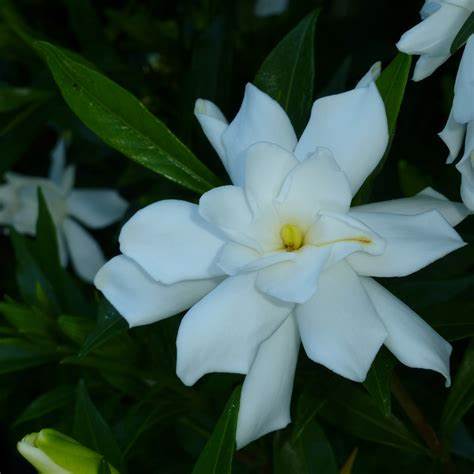 Frostproof Gardenia – Cold-Hardy Evergreen Shrub with Fragrant White Blooms