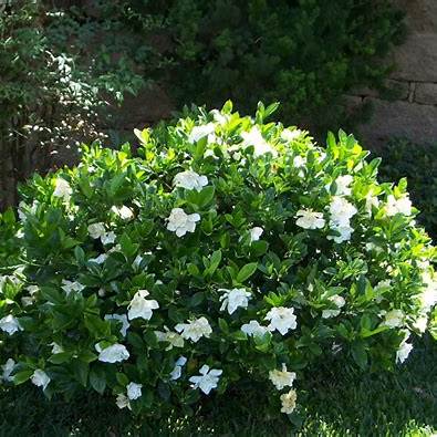 Frostproof Gardenia – Cold-Hardy Evergreen Shrub with Fragrant White Blooms