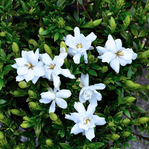Radicans Gardenia β Dwarf Fragrant with Double White Blooms