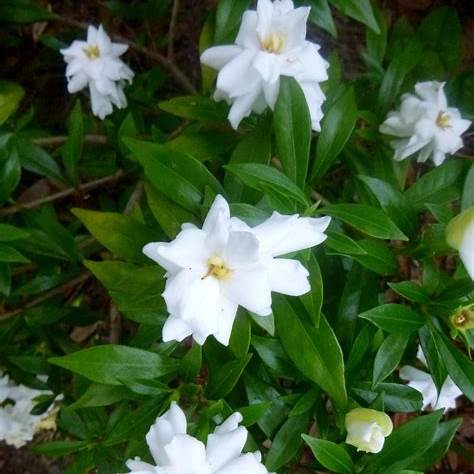 Radicans Gardenia β Dwarf Fragrant with Double White Blooms