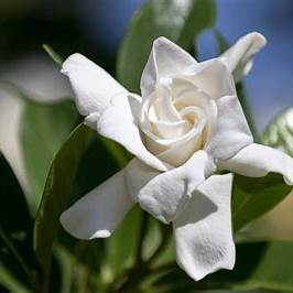 Radicans Gardenia β Dwarf Fragrant with Double White Blooms