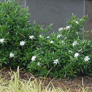 Radicans Gardenia β Dwarf Fragrant with Double White Blooms