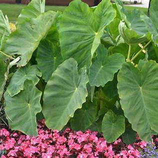 Green Elephant Ear