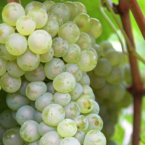 Thompson Grape Plant – Seedless Green Grapes