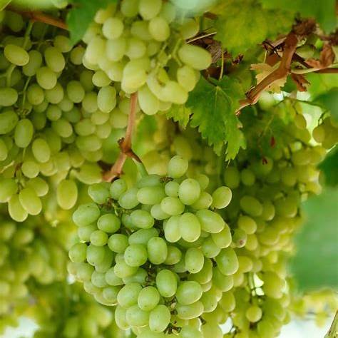 Thompson Grape Plant – Seedless Green Grapes