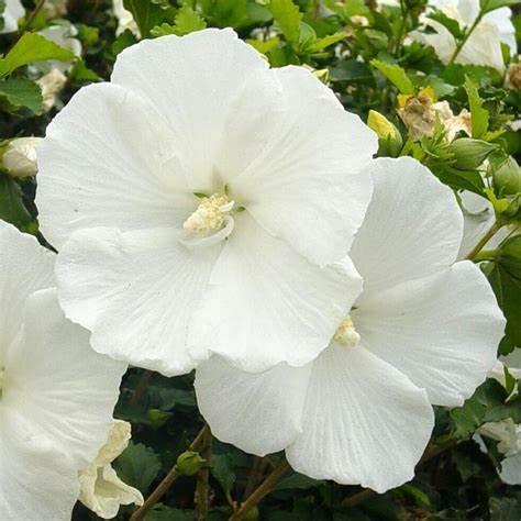 Diana Althea Hibiscus β (Rosa of Sharon) Pure White | Hardy Flowering Shrub